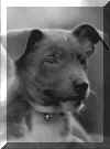Snoopy-3.jpg (64803 Byte)