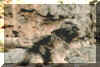 Tashi.jpg (149639 Byte)